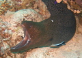   Another ferocious shot Giant Moray but course giveaway Cleaner Wrasse explains open mouth. Fuji F30 Compact Camera No. Strobe mouth No  